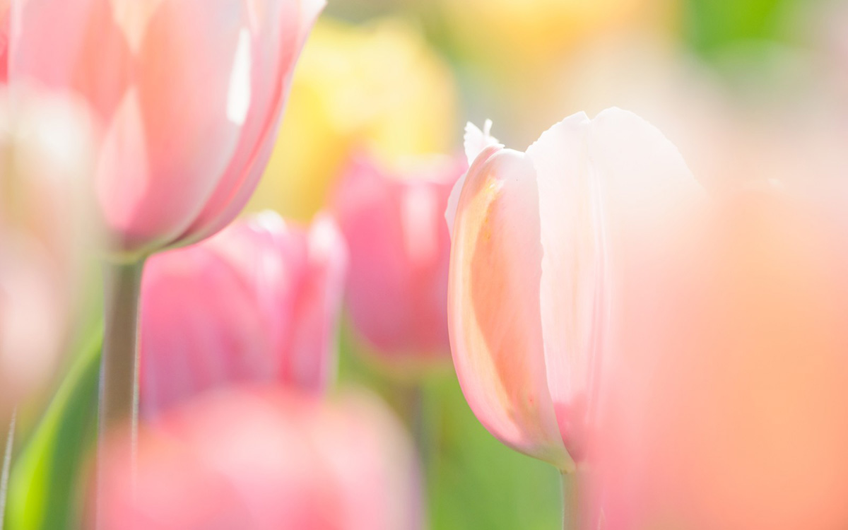 コーポレートサイトにちょうどいい国産CMS